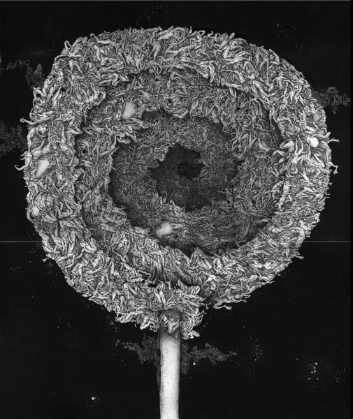 Lollipop No. 3